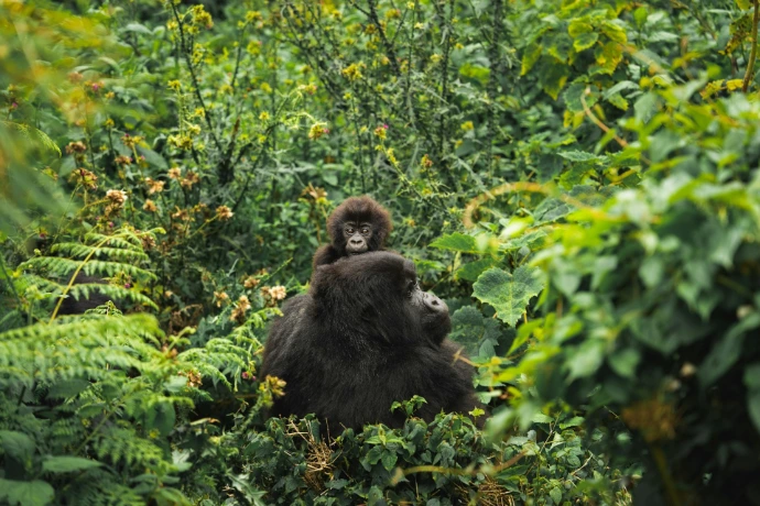 A gorilla mother carries her baby through lush green foliage.